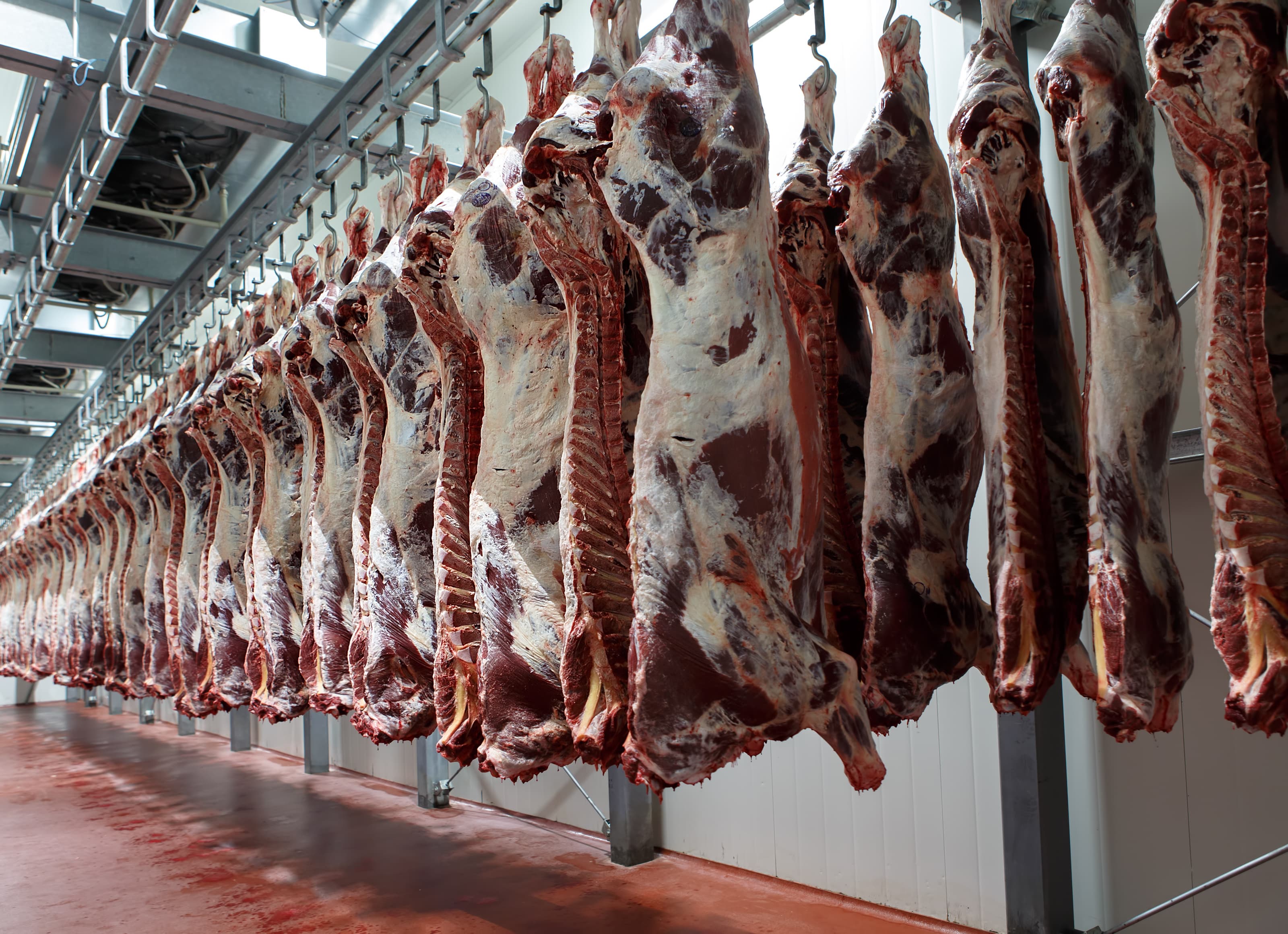 Halal cold storage room with multi-level racking and chilled meat products